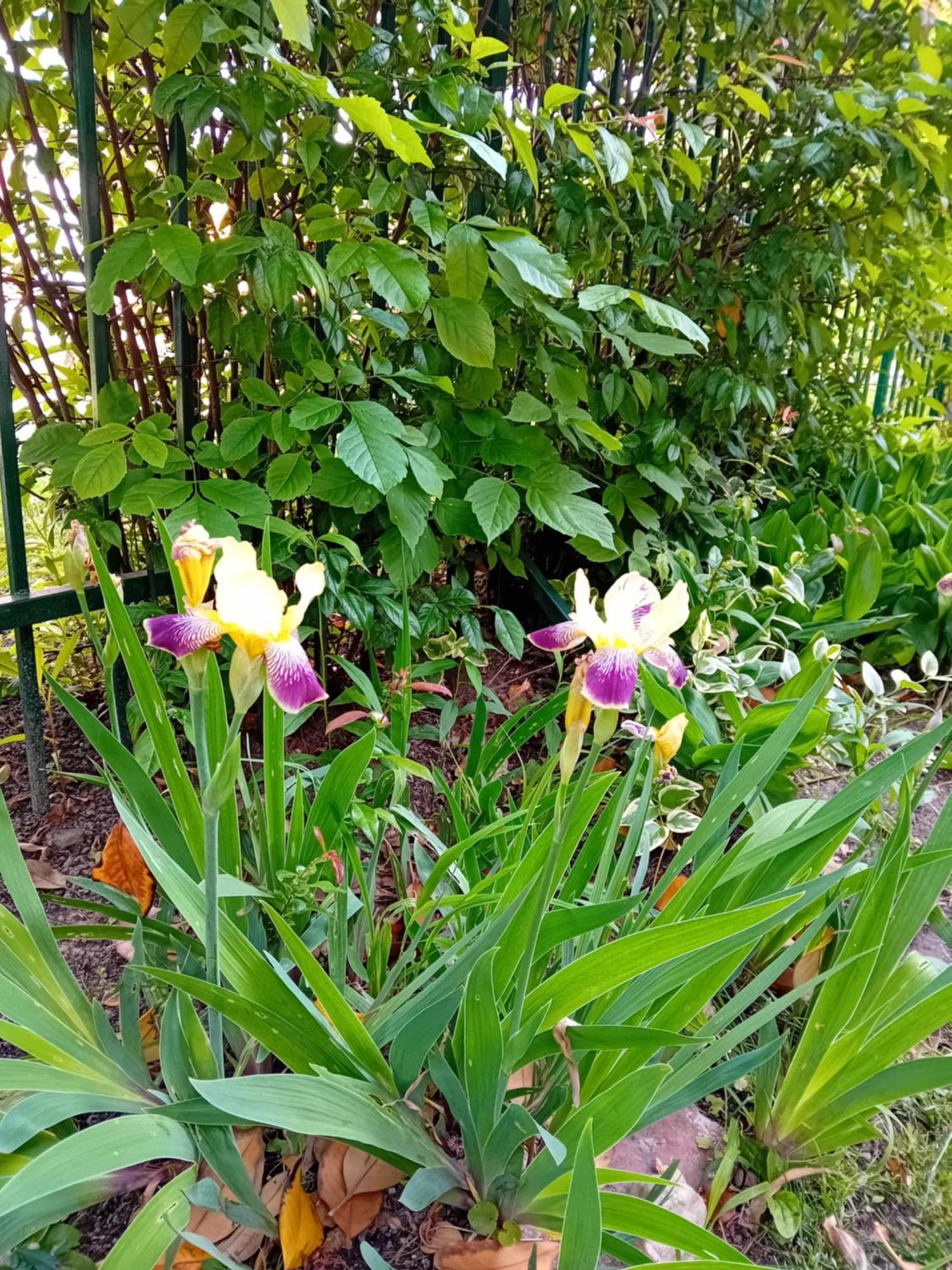 Zeravica Rooms B&B Sremski Karlovci Buitenkant foto
